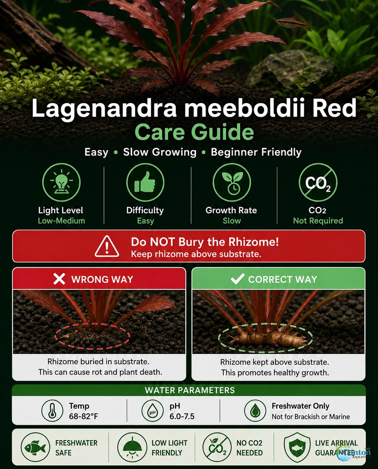 Lagenandra Meeboldii