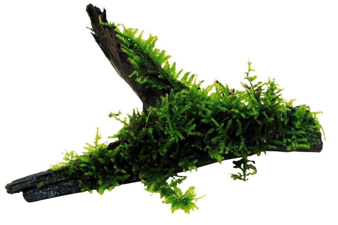 Moss On Wood – Live Aquarium Moss Attached to Natural Driftwood