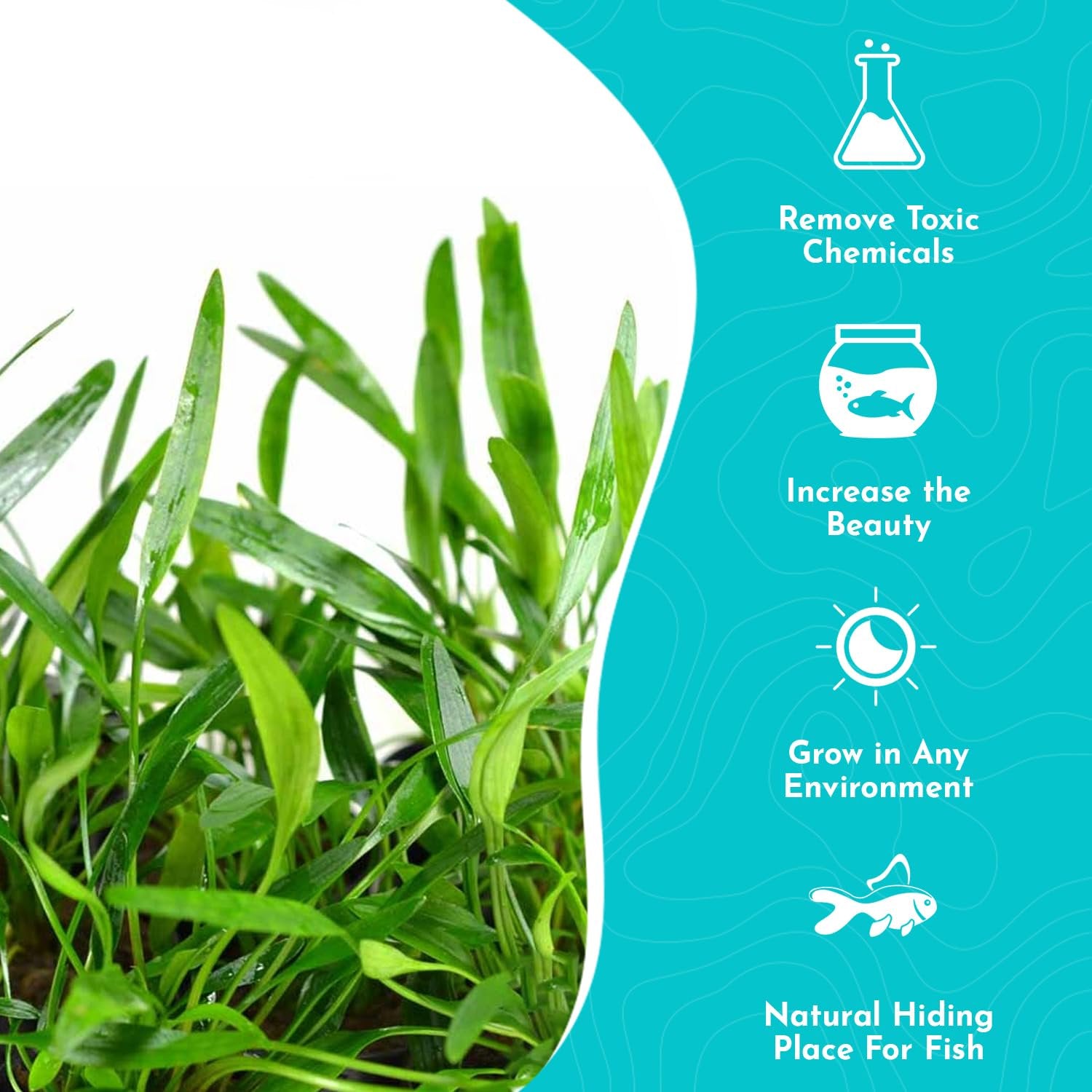 Cryptocoryne Crypt Lucens