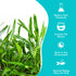 Cryptocoryne Crypt Lucens