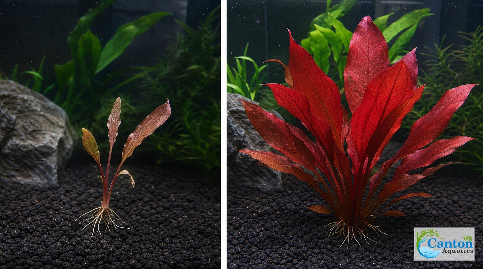 Amazon Sword Echinodorus Red Flame - Image 17 of 30