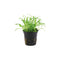 Lilaeopsis brasiliensis – Rooted Aquarium Carpet Plant