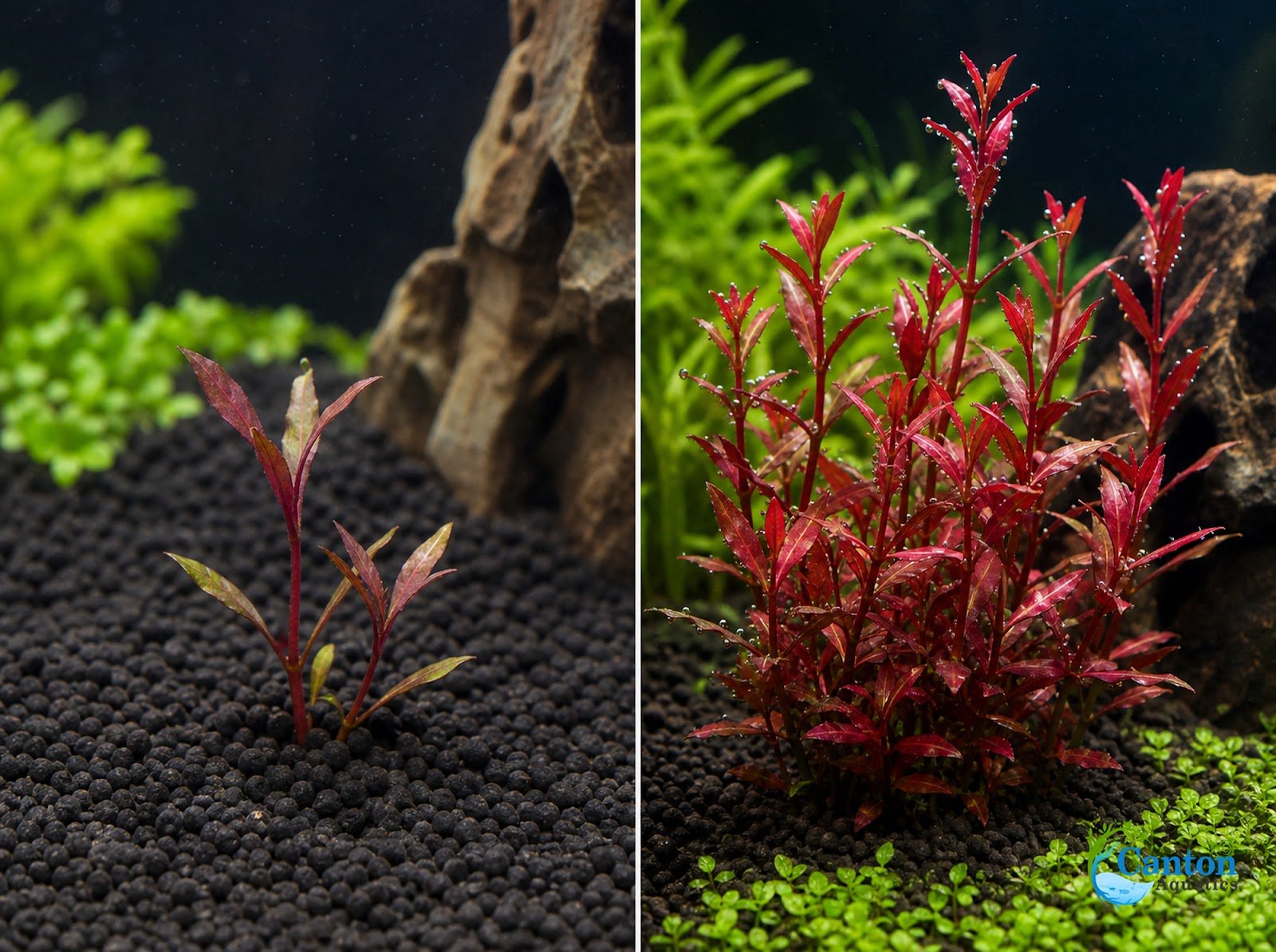 Alternanthera reineckii ‘Mini’ – Tissue Culture Aquarium Plant