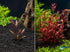 Alternanthera reineckii ‘Mini’ – Tissue Culture Aquarium Plant