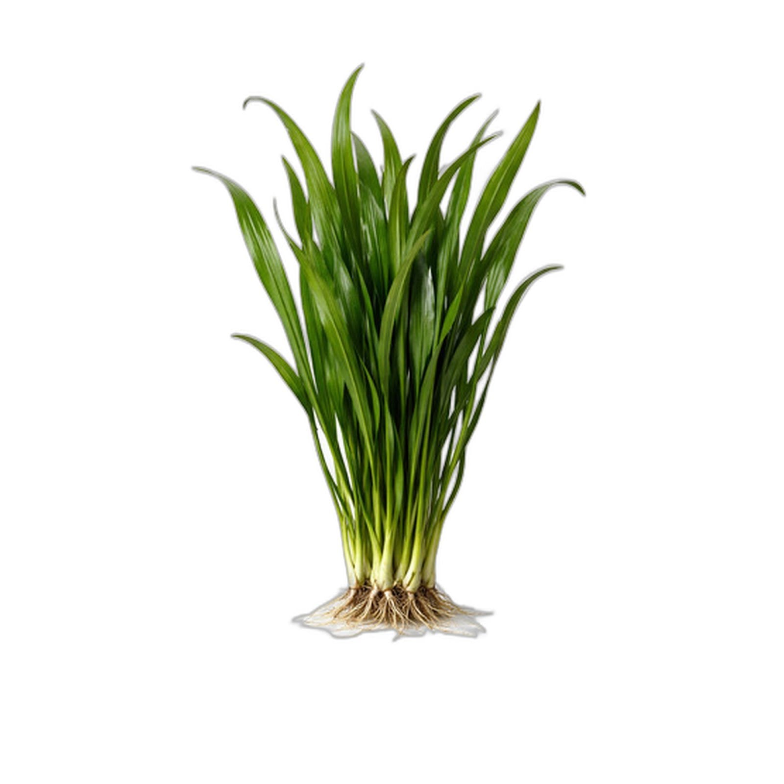 Jungle Vallisneria – Live Freshwater Aquarium Plant
