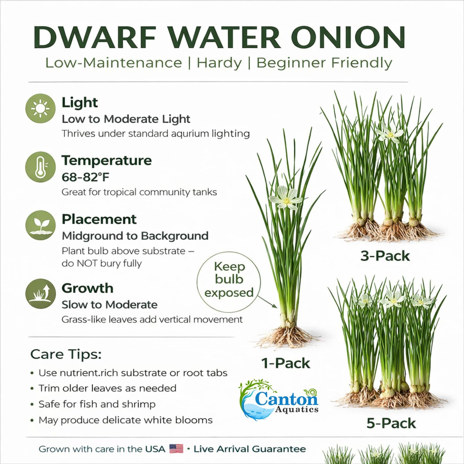 Water Onion Dwarf (Zephyranthes candida) – Live Freshwater Aquarium Plant