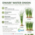 Water Onion Dwarf (Zephyranthes candida) – Live Freshwater Aquarium Plant
