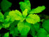 Water Wisteria (Hygrophila difformis) – Live Aquarium Plant Bunch | BUY 2 GET 1 FREE