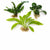 Beginner Live Aquarium Plants Bundle 3 to 75 Assorted Easy Plants for Fish Tanks