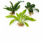 Beginner Live Aquarium Plants Bundle 3 to 75 Assorted Easy Plants for Fish Tanks