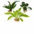 Beginner Live Aquarium Plants Bundle 3 to 75 Assorted Easy Plants for Fish Tanks