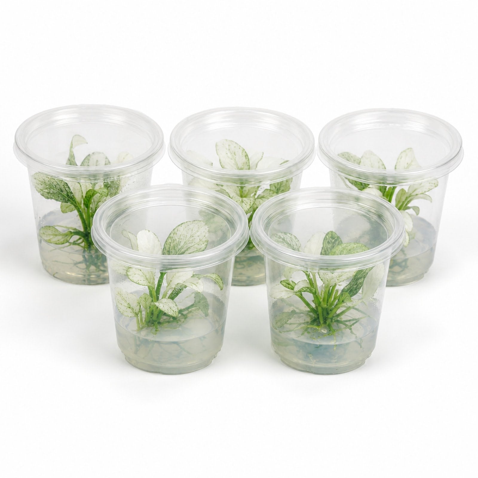 Anubias White Rose – Live Freshwater Aquarium Plant