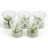 Anubias White Rose – Live Freshwater Aquarium Plant