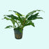 Anubias Minima Bare Root - Image 14 of 40