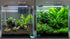 Live Aquarium Plants Essential Bundle