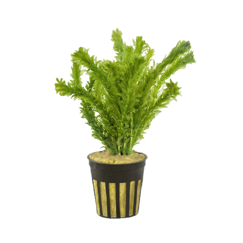 Anacharis Egeria Densa Bunch Live Aquarium Plants - Image 3 of 27