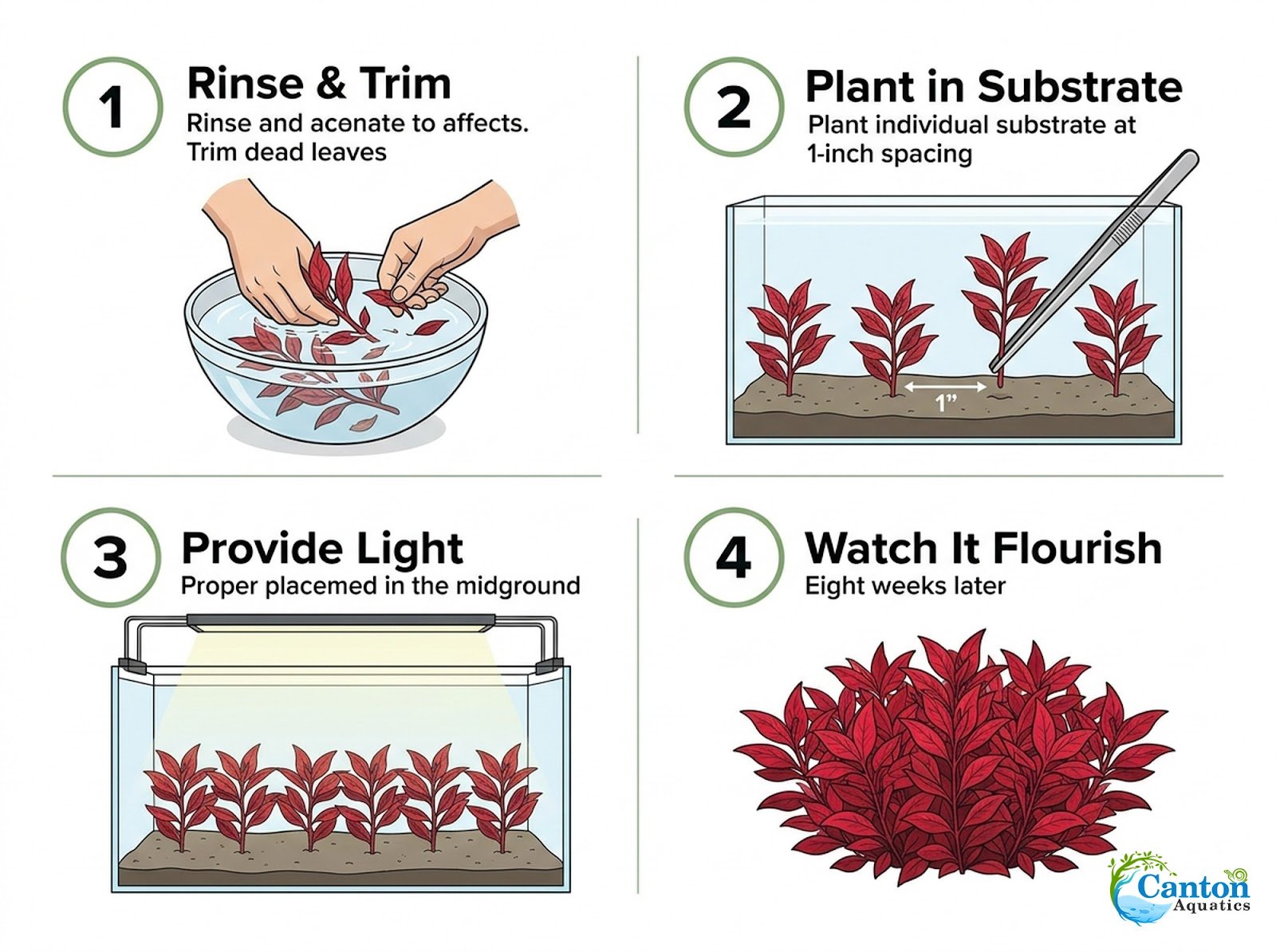 Scarlet Temple (Alternanthera Reineckii) – Live Freshwater Aquarium Plant