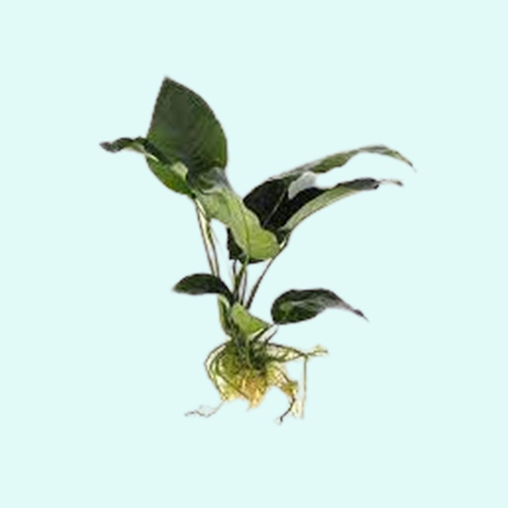Anubias Barteri - Image 51 of 80