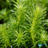 Limnophila Hippuridoides – Live Freshwater Aquarium Plant