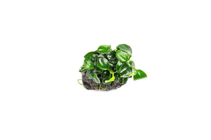 Anubias Nana Petite on Lava Rock – Live Aquarium Plant