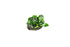 Anubias Nana Petite on Lava Rock – Live Aquarium Plant