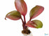 Lagenandra Meeboldii