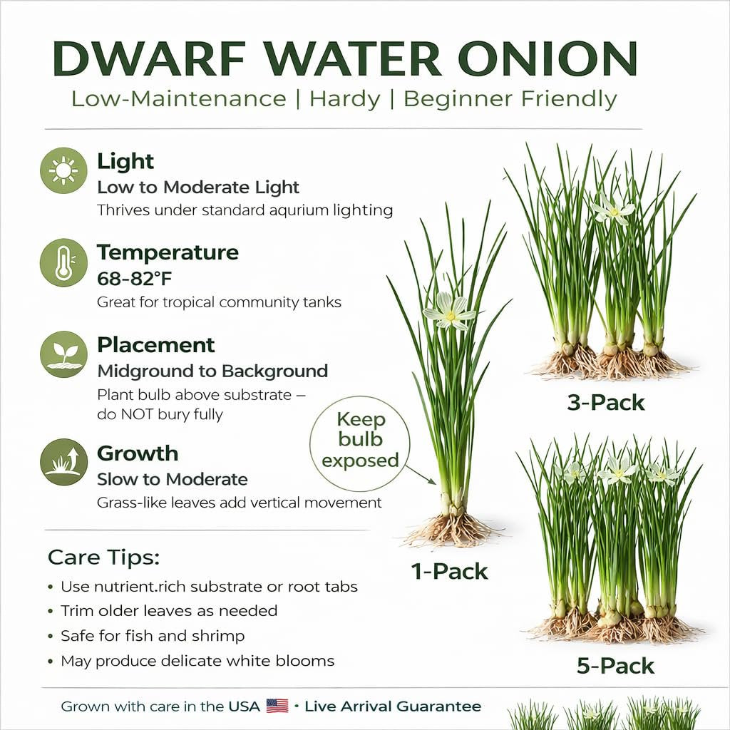 Water Onion Dwarf (Zephyranthes candida) – Live Freshwater Aquarium Plant