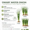 Water Onion Dwarf (Zephyranthes candida) – Live Freshwater Aquarium Plant