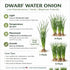 Water Onion Dwarf (Zephyranthes candida) – Live Freshwater Aquarium Plant