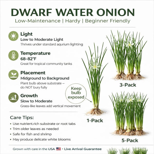 Water Onion Dwarf – Live Freshwater Aquarium Plant. – Canton Aquatics