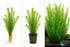 Limnophila Hippuridoides – Live Freshwater Aquarium Plant