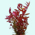 Rotala Rotundifolia Red - In 2 Inch Pot