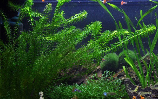 Anacharis Egeria Densa Bunch Live Aquarium Plants - Image 14 of 27