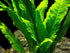 Java Fern (Microsorum Pteropus) on Mat