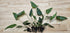 Beginner Centerpiece Bundle – 20–40 Gallon Low-Tech Aquarium | Easy Live Plants, Lush & Hardy