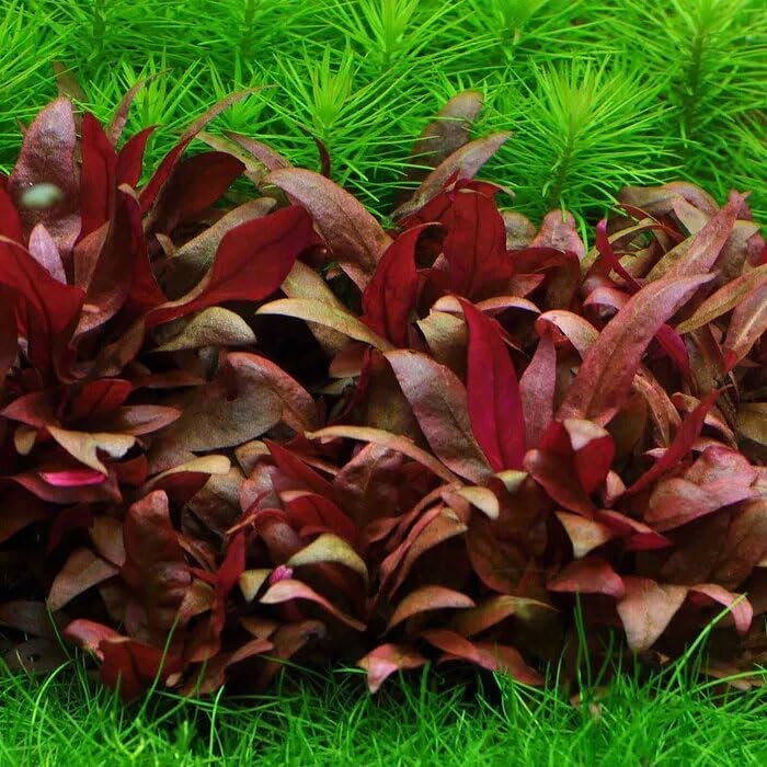 Alternanthera reineckii ‘Mini’ – Tissue Culture Aquarium Plant - Image 1 of 3