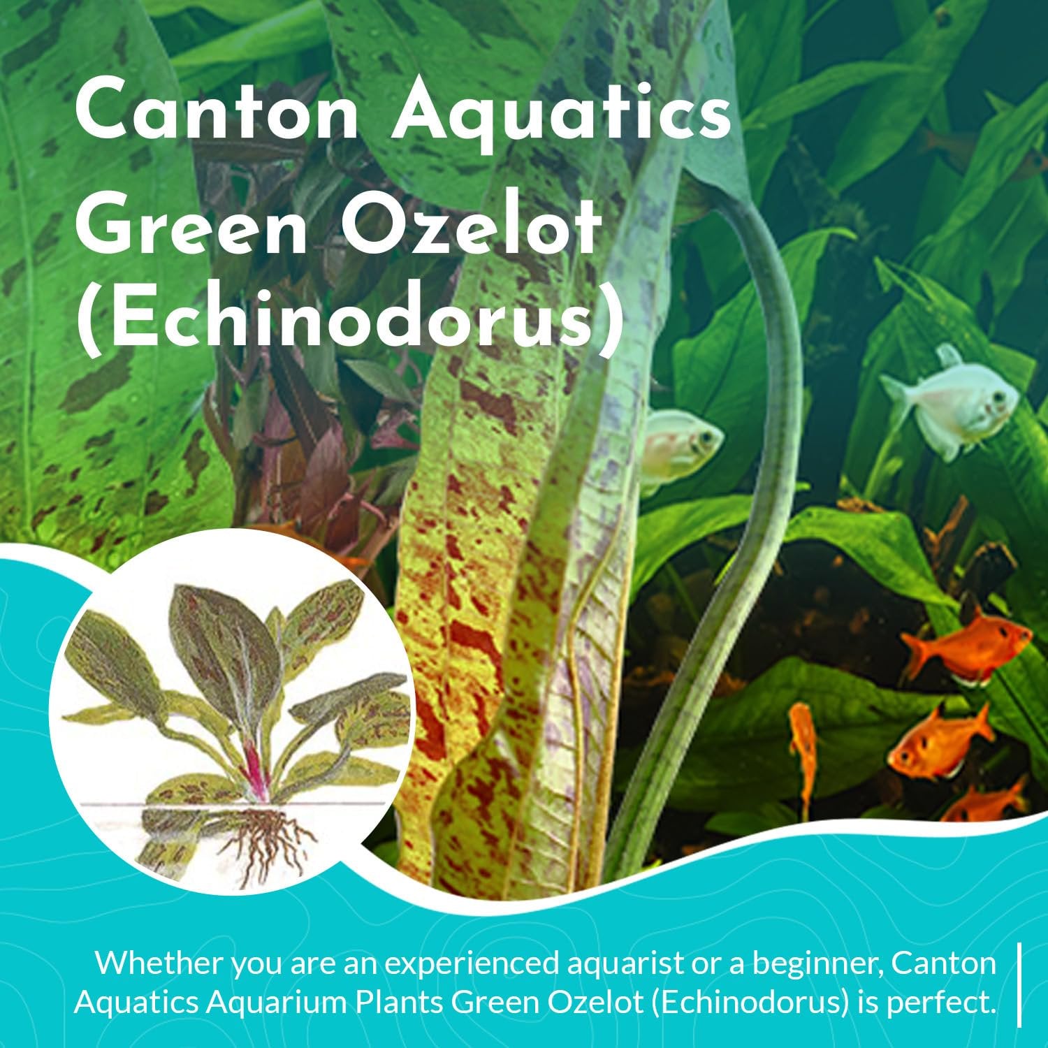 Echinodorus Ozelot Green Amazon Sword Live Aquarium Plants BUY 2 GET 1 FREE