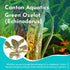Echinodorus Ozelot Green Amazon Sword Live Aquarium Plants BUY 2 GET 1 FREE