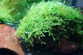 Christmas Moss Vesicularia Montagnei