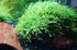 Christmas Moss Vesicularia Montagnei