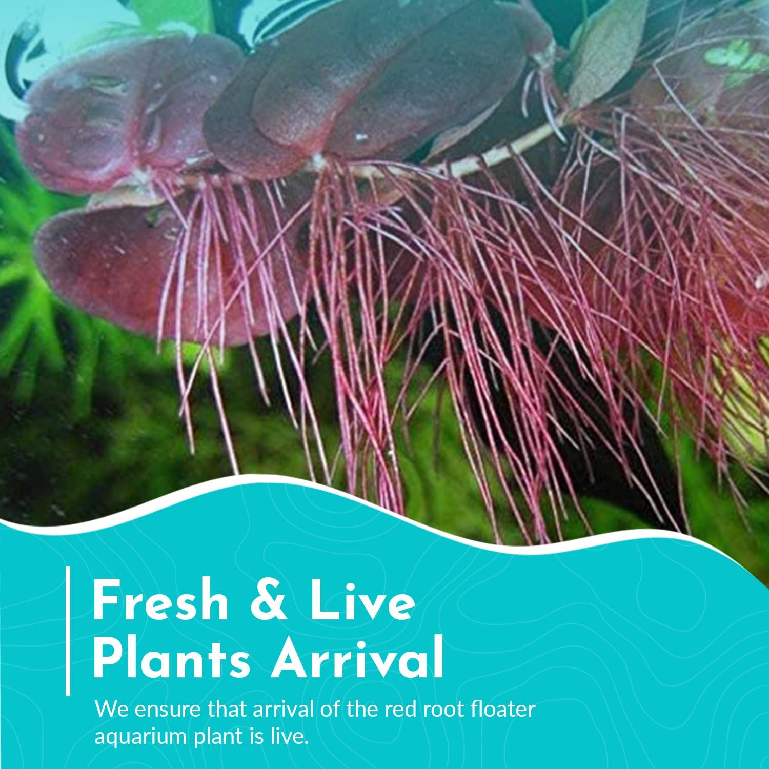 Red Root Floater Phyllanthus Fluitans