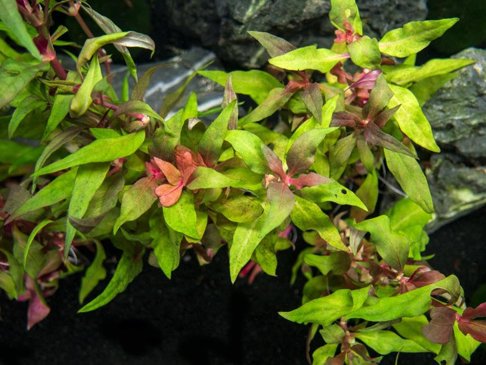 Red Flame Sword, Alternanthera Reineckii & Red Tiger Lotus Bundle – Live Freshwater Aquarium Plants