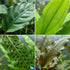 Live Aquarium Plants Essential Bundle