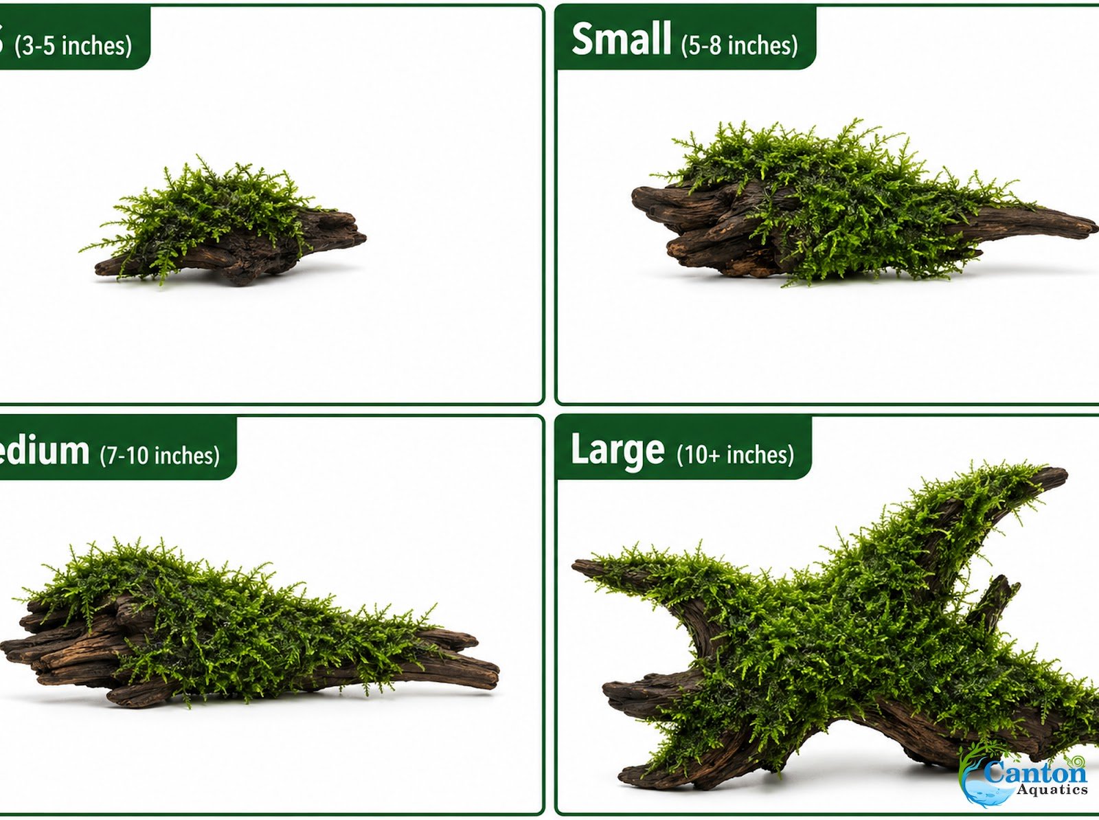 Christmas Moss on Driftwood | Live Aquarium Plant - Pre-Attached Vesicularia Montagnei, Low Light, No CO2, Shrimp Safe