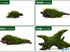 Christmas Moss on Driftwood | Live Aquarium Plant - Pre-Attached Vesicularia Montagnei, Low Light, No CO2, Shrimp Safe