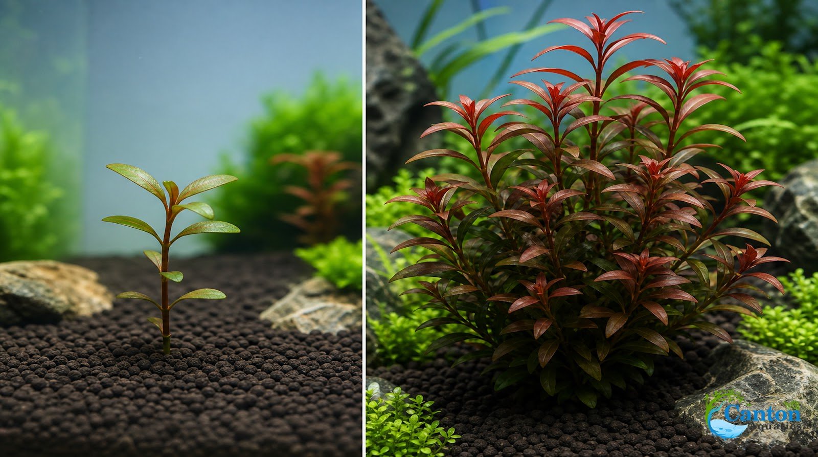 Ludwigia Repens (Dark Red)