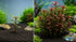 Ludwigia Repens (Dark Red)