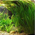 Jungle Vallisneria Americana