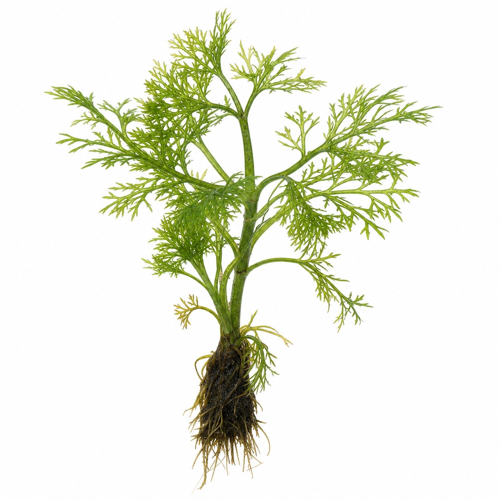 Canton Aquatics Live Aquarium Plants - Water Sprite Aquarium Plant, Ceratopteris Thalictroides - Perfect Live Aquatic Plants for Fish Tanks and Aquariums