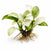 Anubias White Rose – Live Freshwater Aquarium Plant - Image 1 of 90